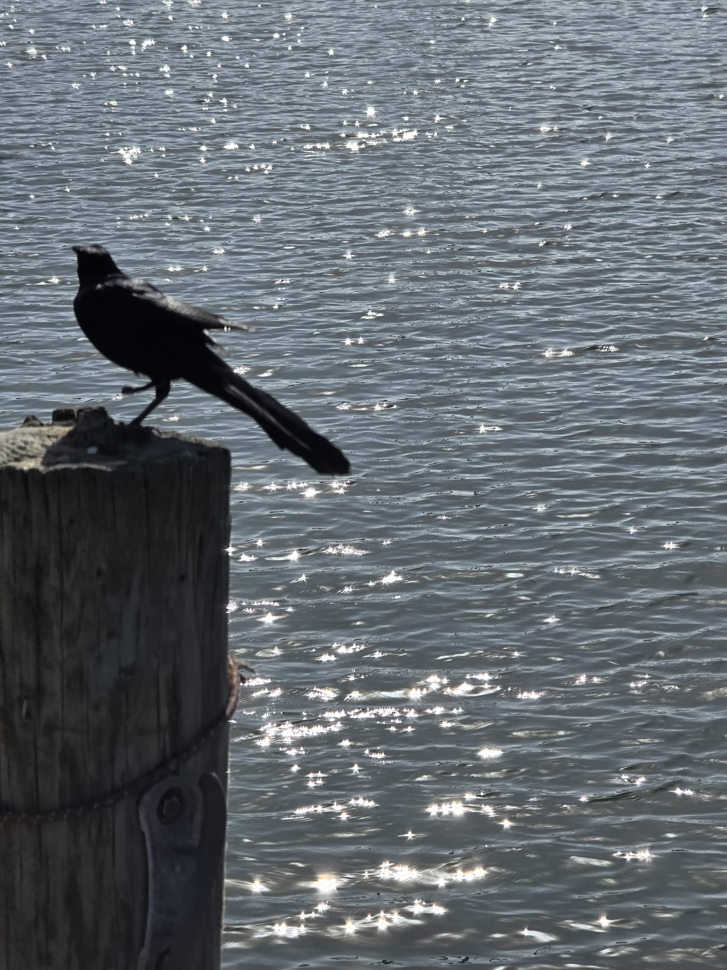 WhatsApp Image 2025 12 26 at 1.28.46 AM 4Houston And Galveston Limousine